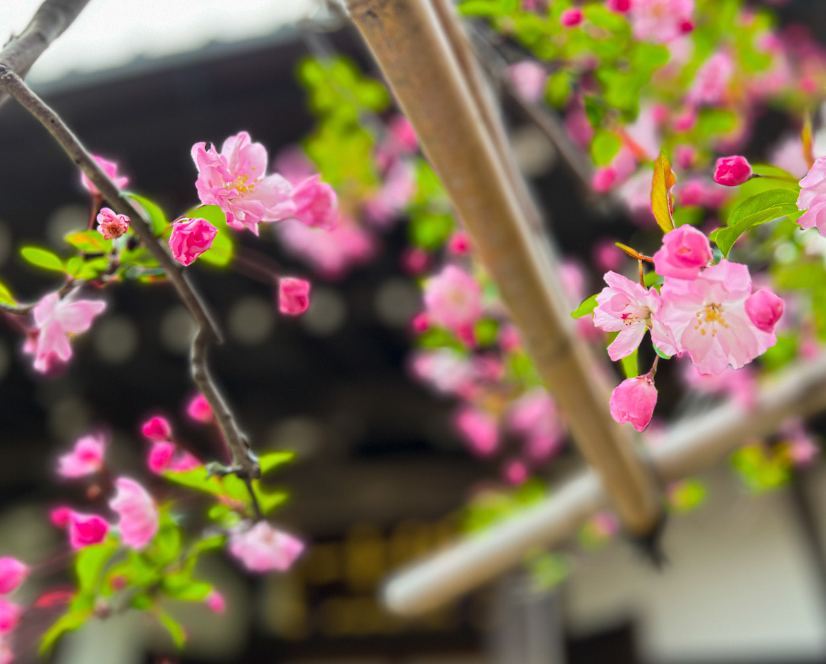 鎌倉　桜　カメラ撮影　散歩　カイドウ