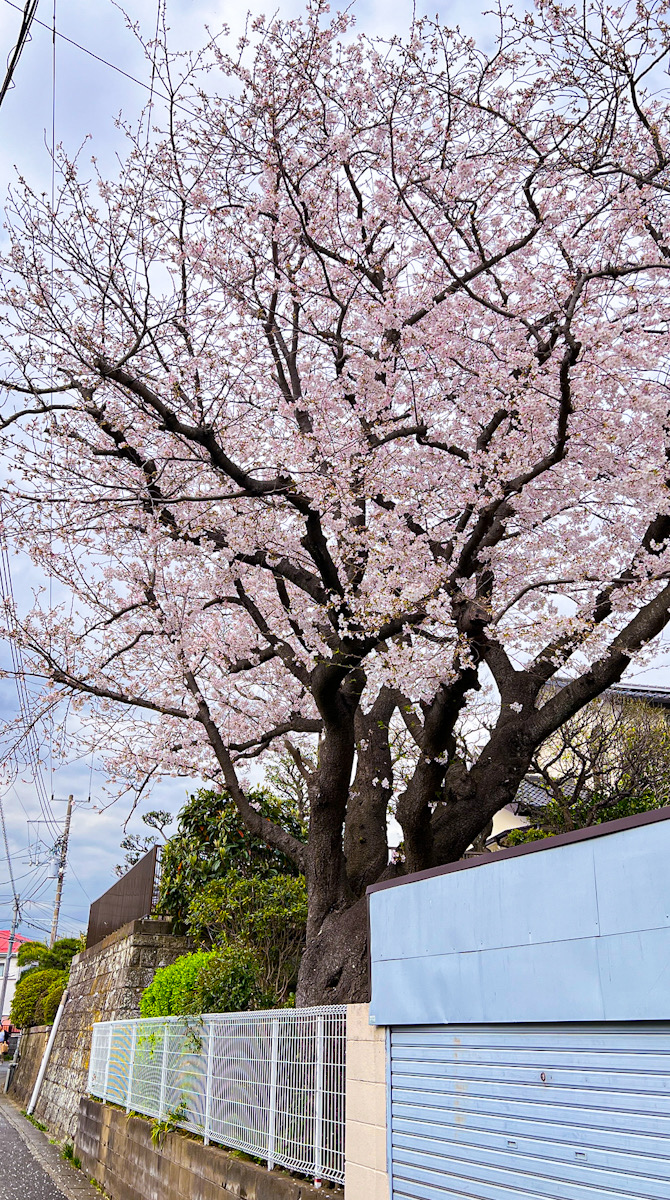 大船　桜　