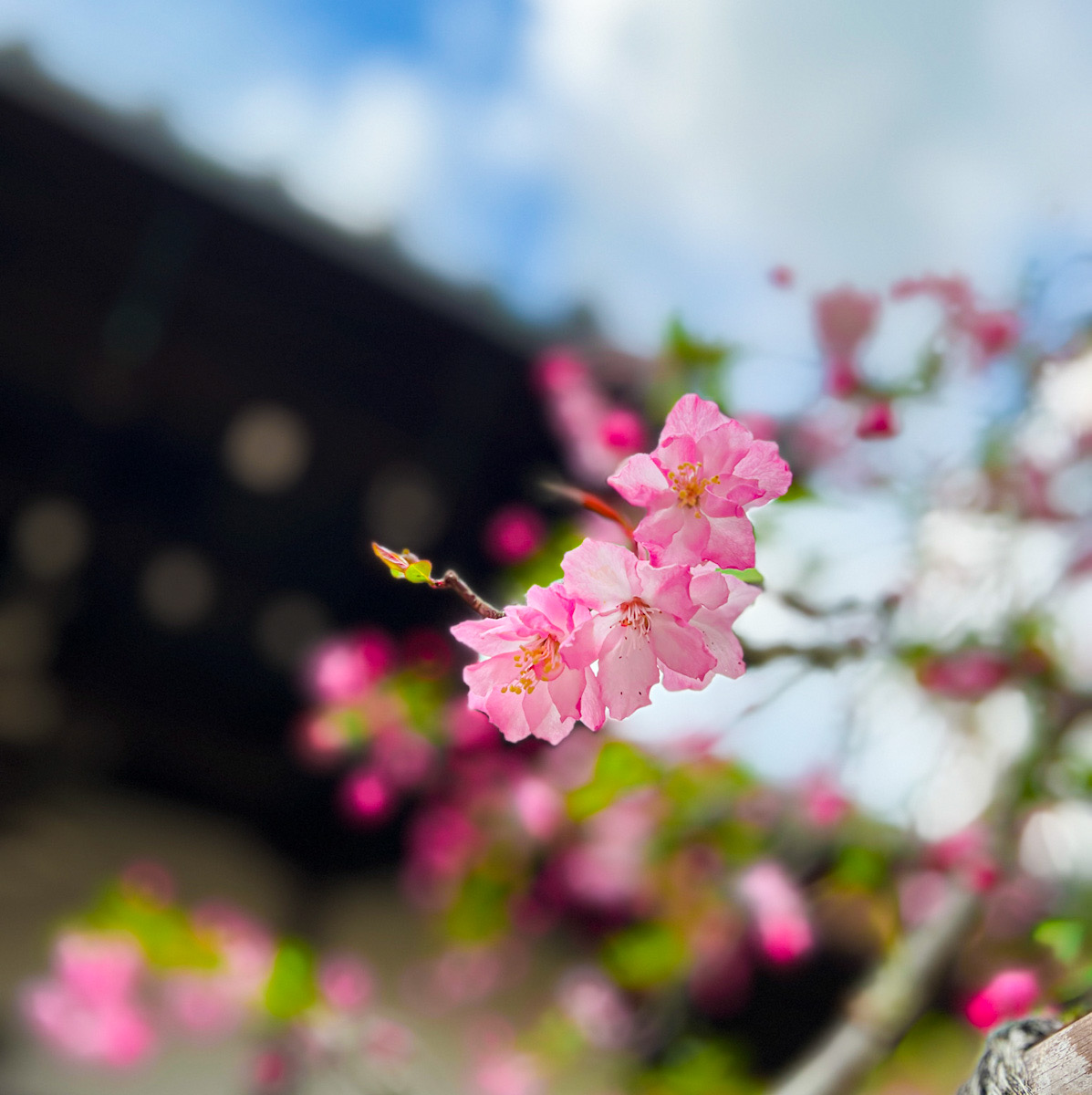 鎌倉　桜　カメラ撮影　散歩　カイドウ