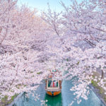 京都　伏見　桜　十石舟