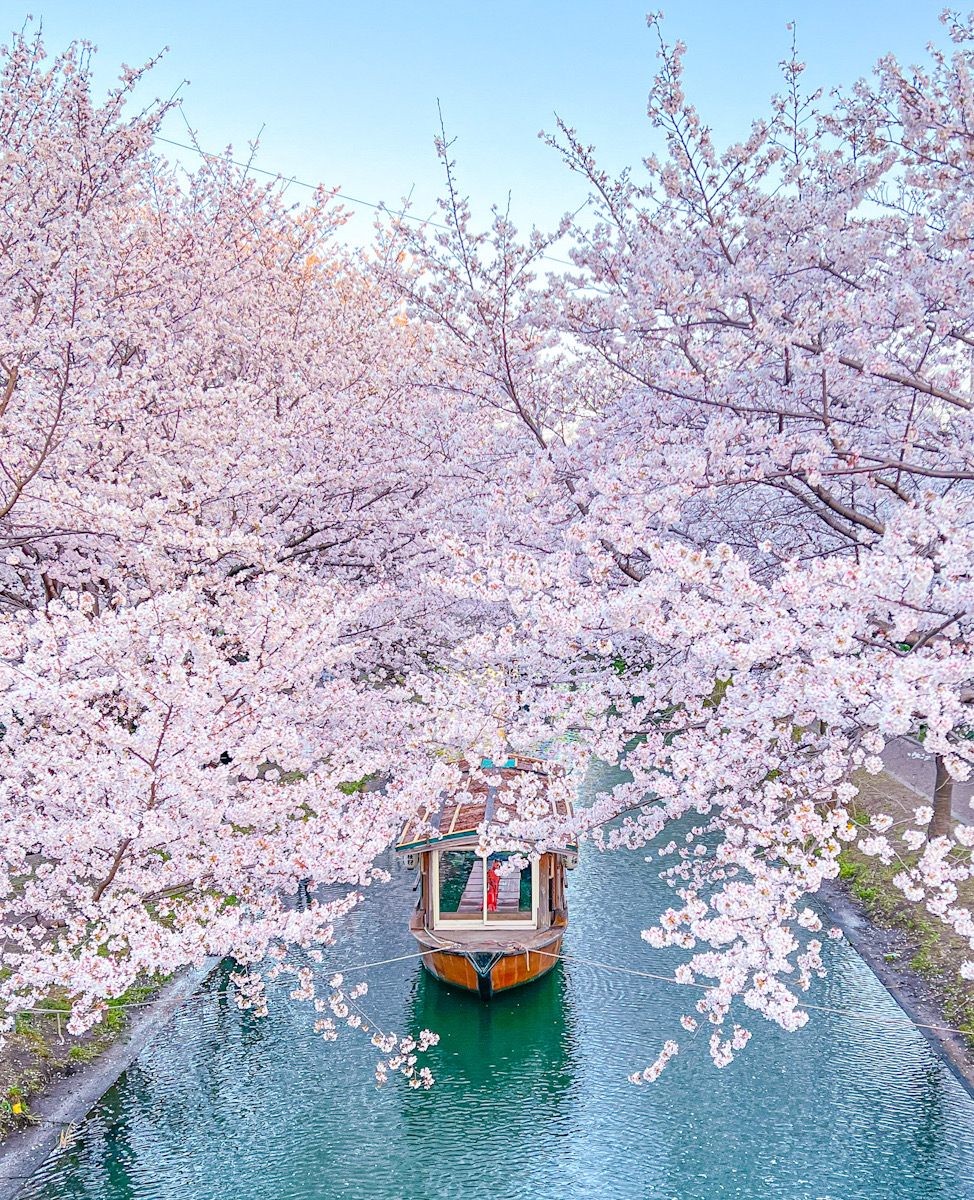 京都　伏見　桜　十石舟