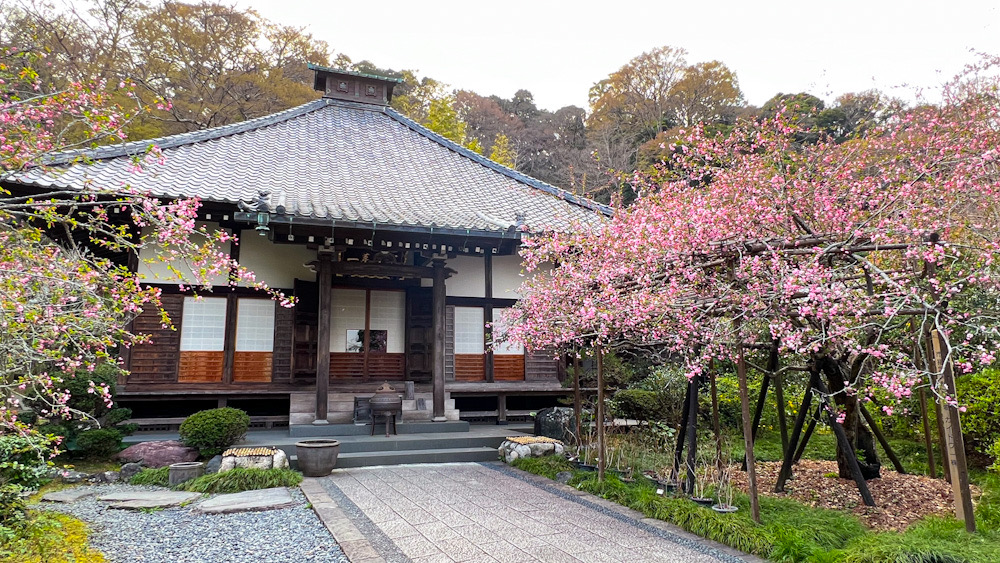 鎌倉　桜　カメラ撮影　散歩　カイドウ