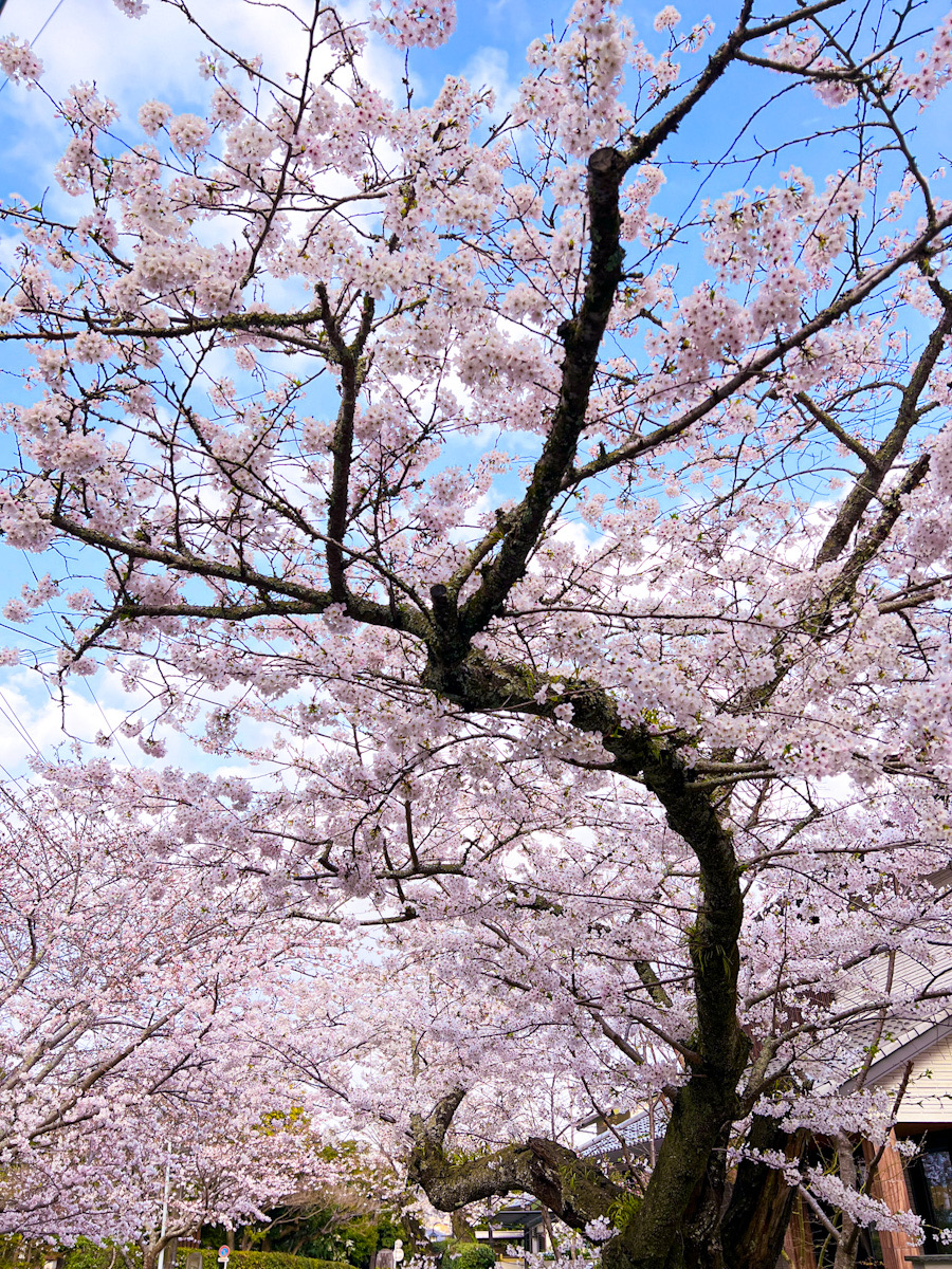 鎌倉　桜　カメラ撮影　散歩　カイドウ