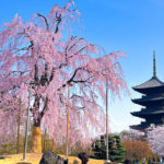 京都　東寺　桜