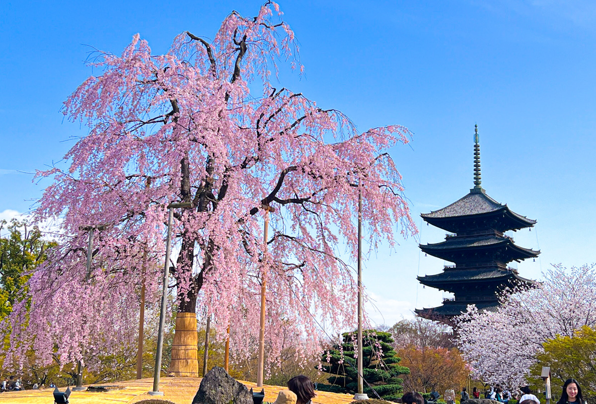 京都　東寺　桜
