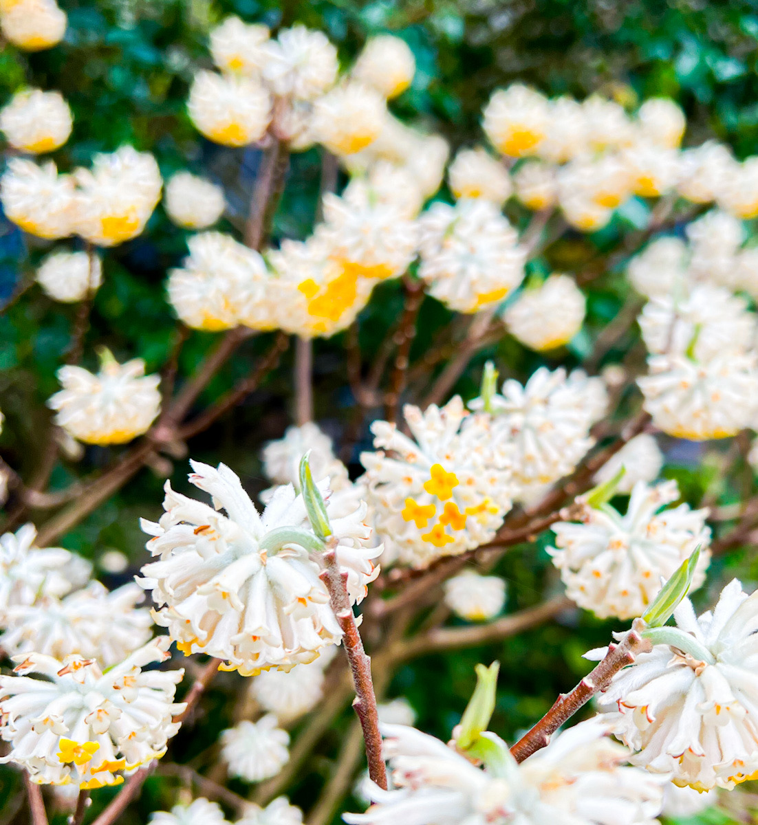 鎌倉　桜　カメラ撮影　散歩　カイドウ