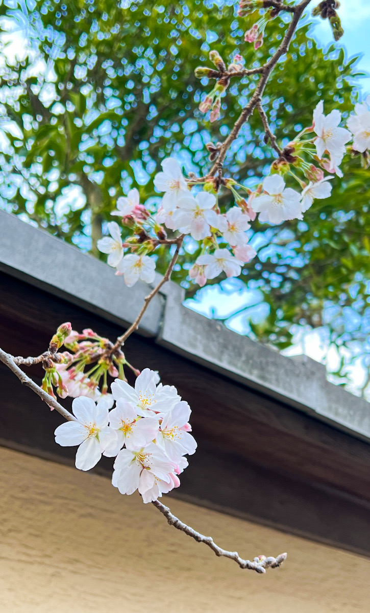 鎌倉　桜　カメラ撮影　散歩　カイドウ