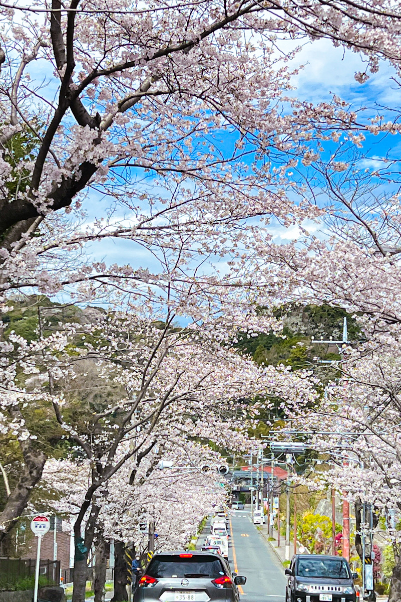 逗子　ハイランド　桜　ソメイヨシノ