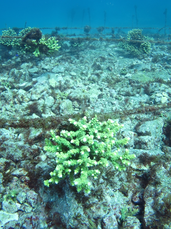 獅子浜　珊瑚　サンゴ　養殖