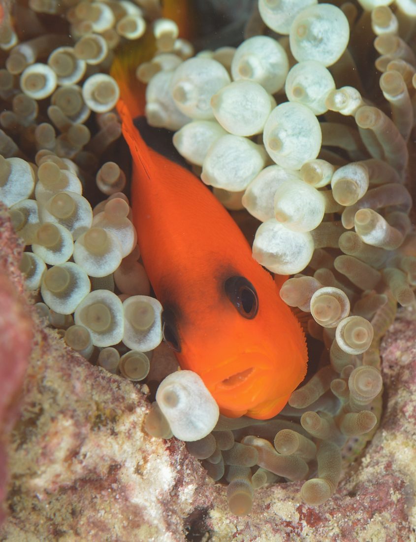 トマトクマノミ　シミラン　アンダマン