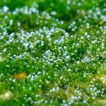 平沢　ダイビング　沼津　ビーチ　海藻　アオサ　気泡　酸素　光合成