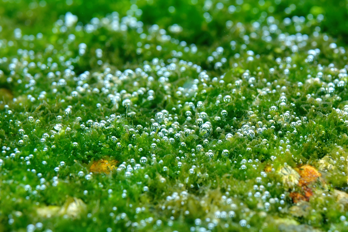 平沢　ダイビング　沼津　ビーチ　海藻　アオサ　気泡　酸素　光合成