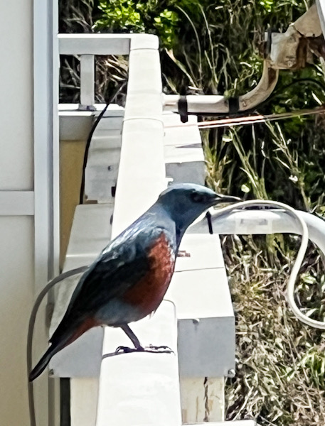 イソヒヨドリ　鳴き声