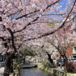 京都　高瀬川　桜