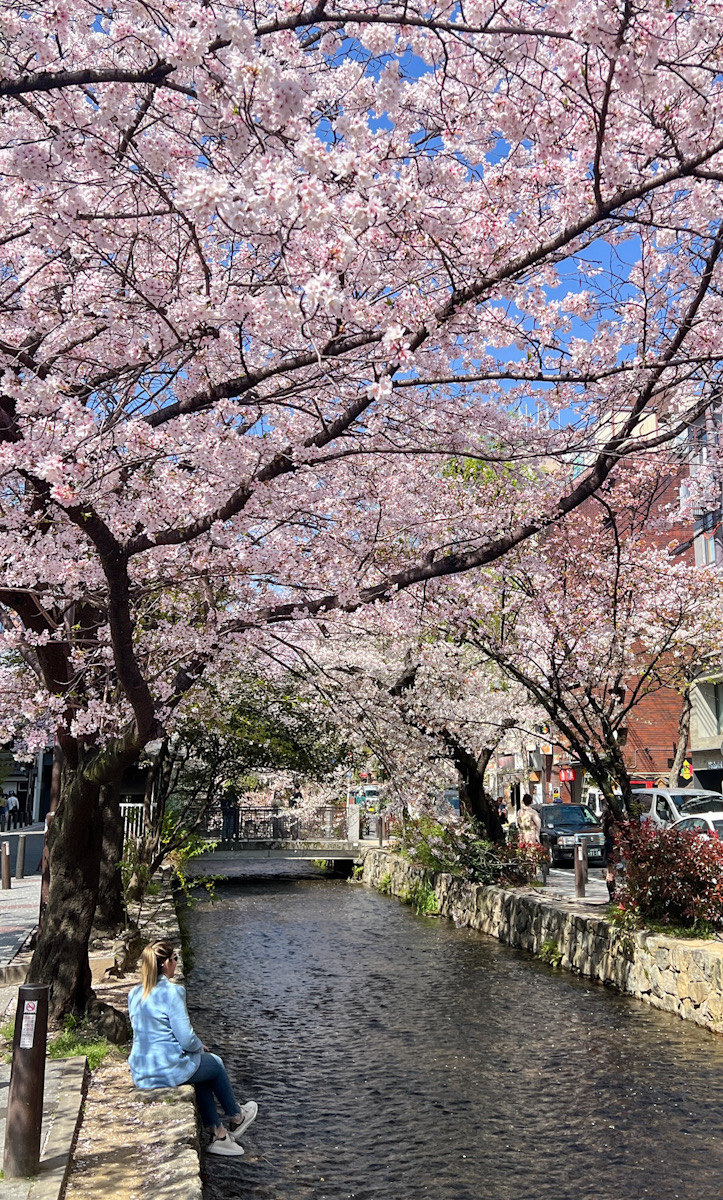 京都　高瀬川　桜