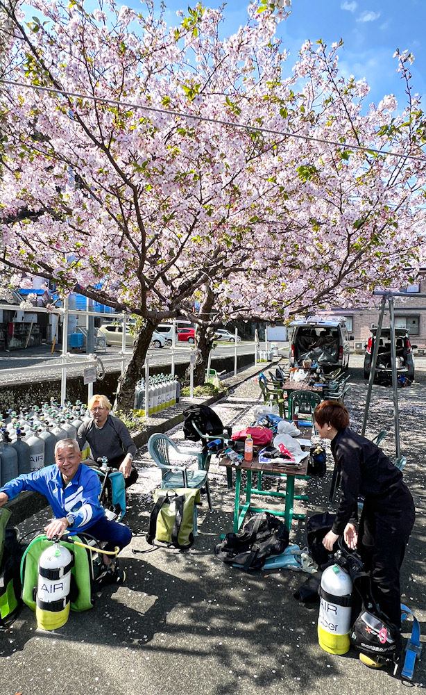 伊豆　桜　ダイビング　花見