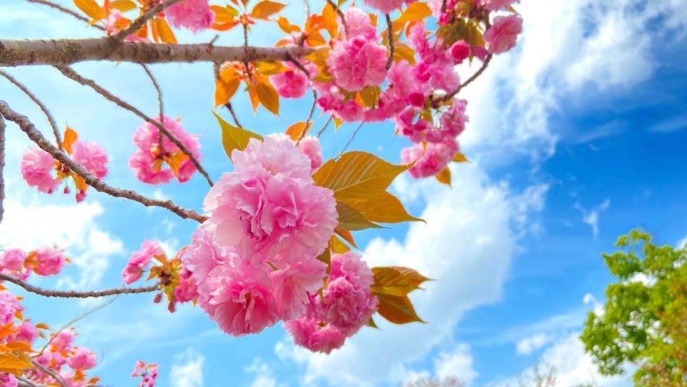 4月　春　八重桜　小坪　逗子　ツツジ