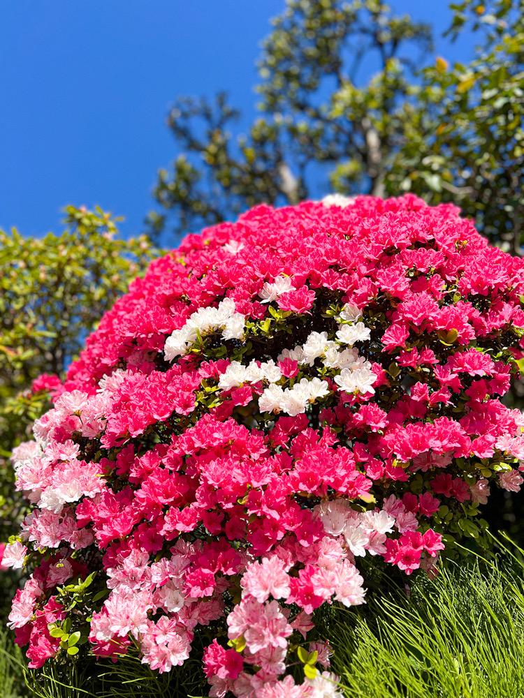 4月　春　八重桜　小坪　逗子　ツツジ