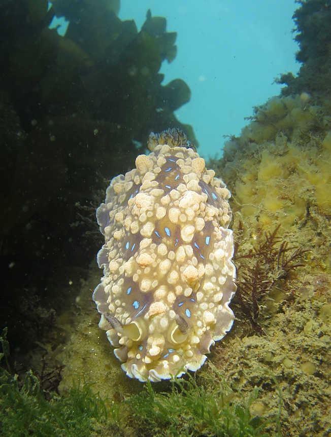 浜名湖　ウミウシ　ダイビング　ツアー