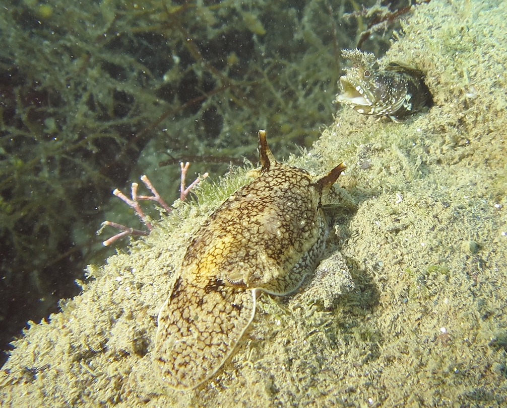 ウミフクロウ　コケギンポ　浜名湖　ウミウシ　ダイビング　ツアー