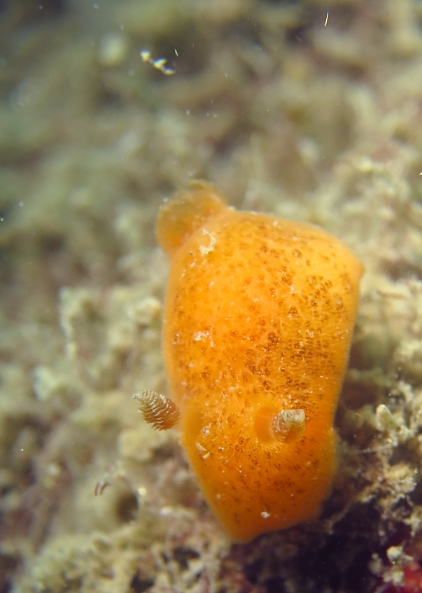 浜名湖　ウミウシ　ダイビング　ツアー