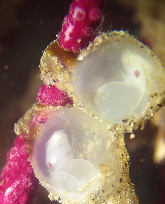 浜名湖　ウミウシ　ダイビング　ツアー