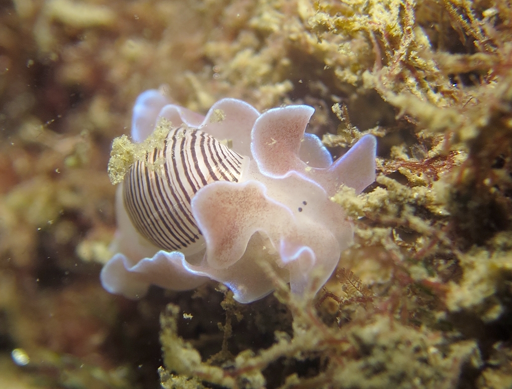 浜名湖　ウミウシ　ダイビング　ツアー