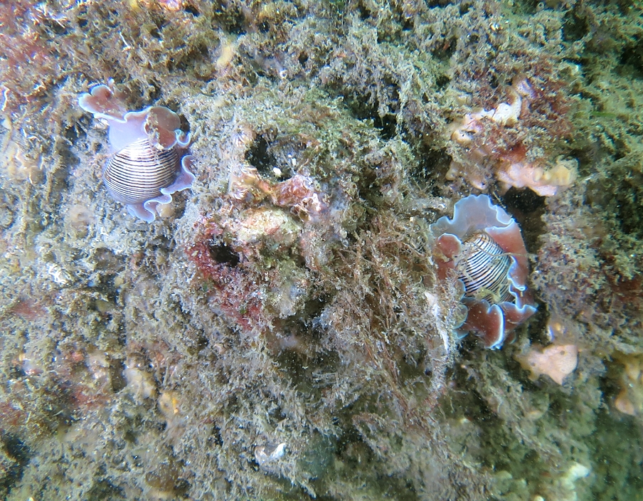 浜名湖　ウミウシ　ダイビング　ツアー