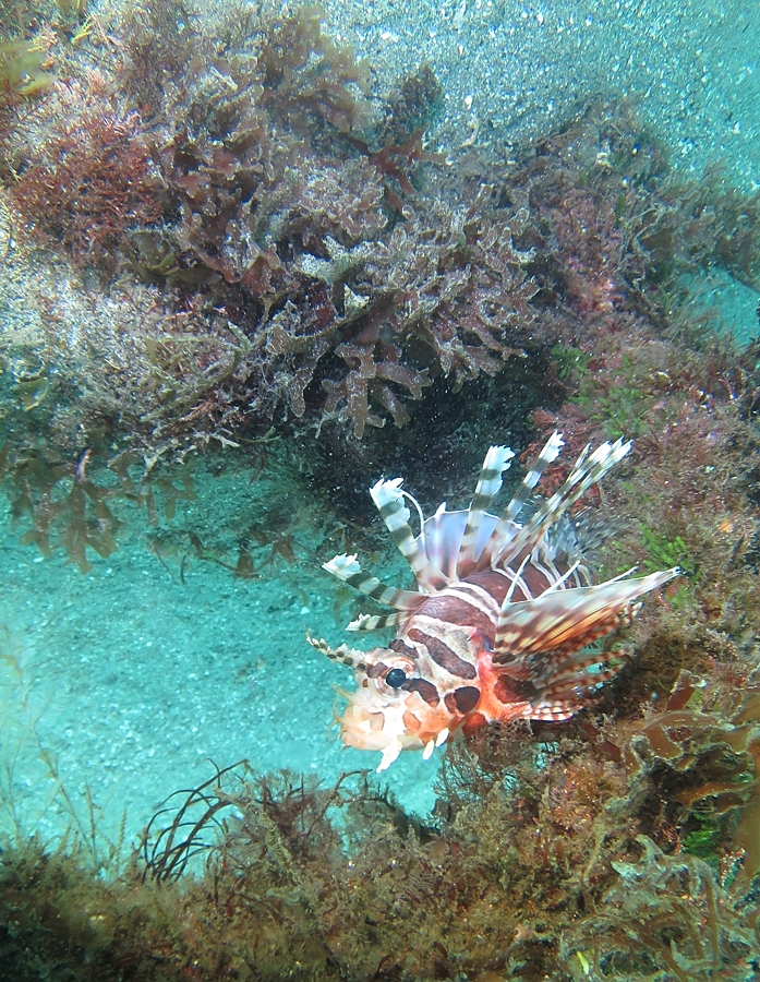 伊豆　ダイビング　ツアー　獅子浜