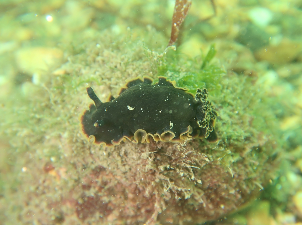 浜名湖　ウミウシ　ダイビング　ツアー