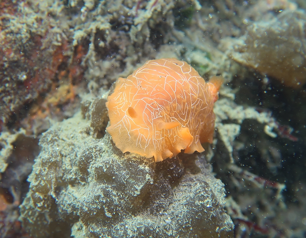 浜名湖　ウミウシ　ダイビング　ツアー