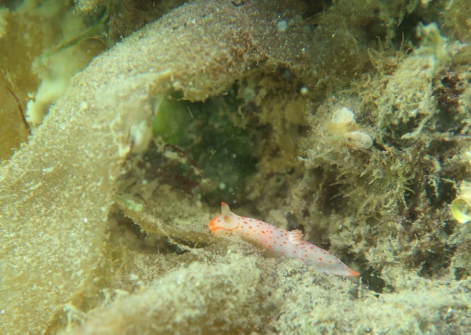 浜名湖　ウミウシ　ダイビング　ツアー