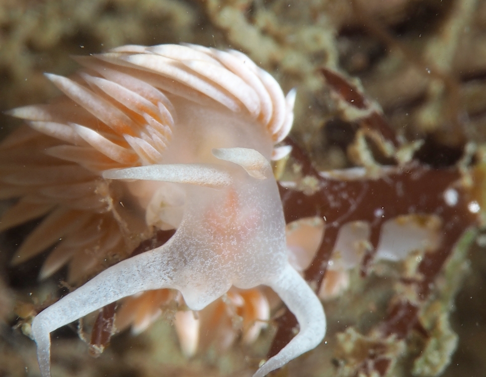 サクラミノウミウシ　浜名湖　ウミウシ　ダイビング　ツアー