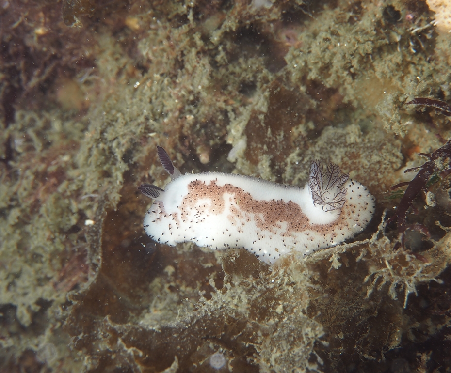 浜名湖　ウミウシ　ダイビング　ツアー