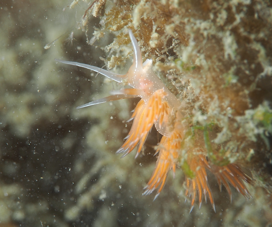 アカエラミノウミウシ　浜名湖　ウミウシ　ダイビング　ツアー