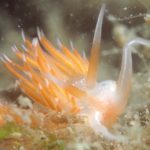 アカエラミノウミウシ　浜名湖　ウミウシ　ダイビング　ツアー