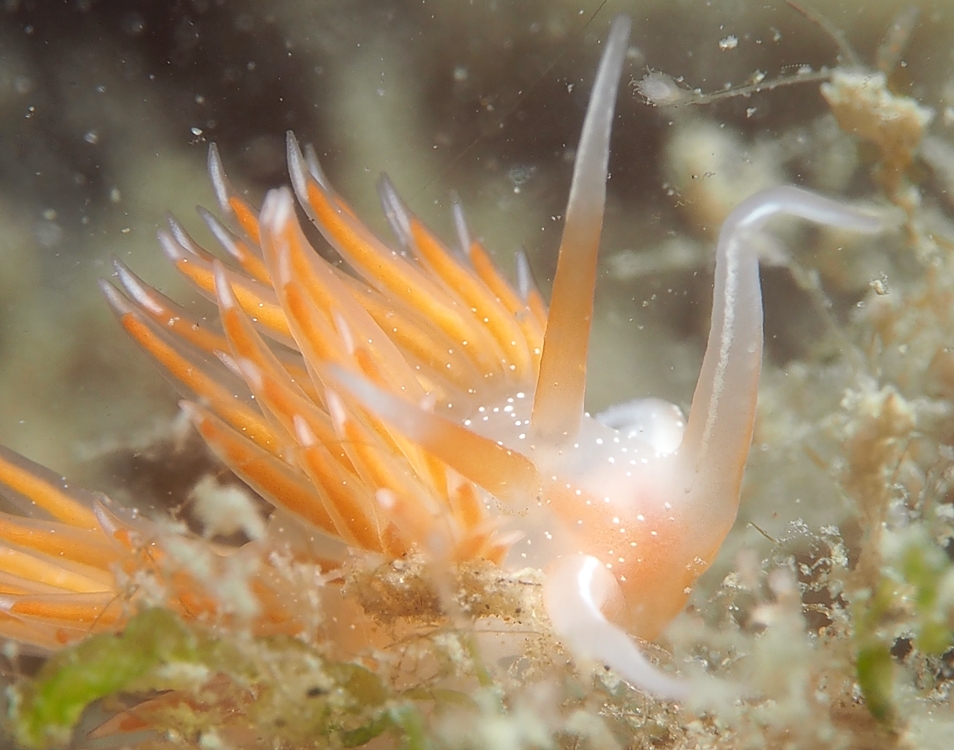 アカエラミノウミウシ　浜名湖　ウミウシ　ダイビング　ツアー