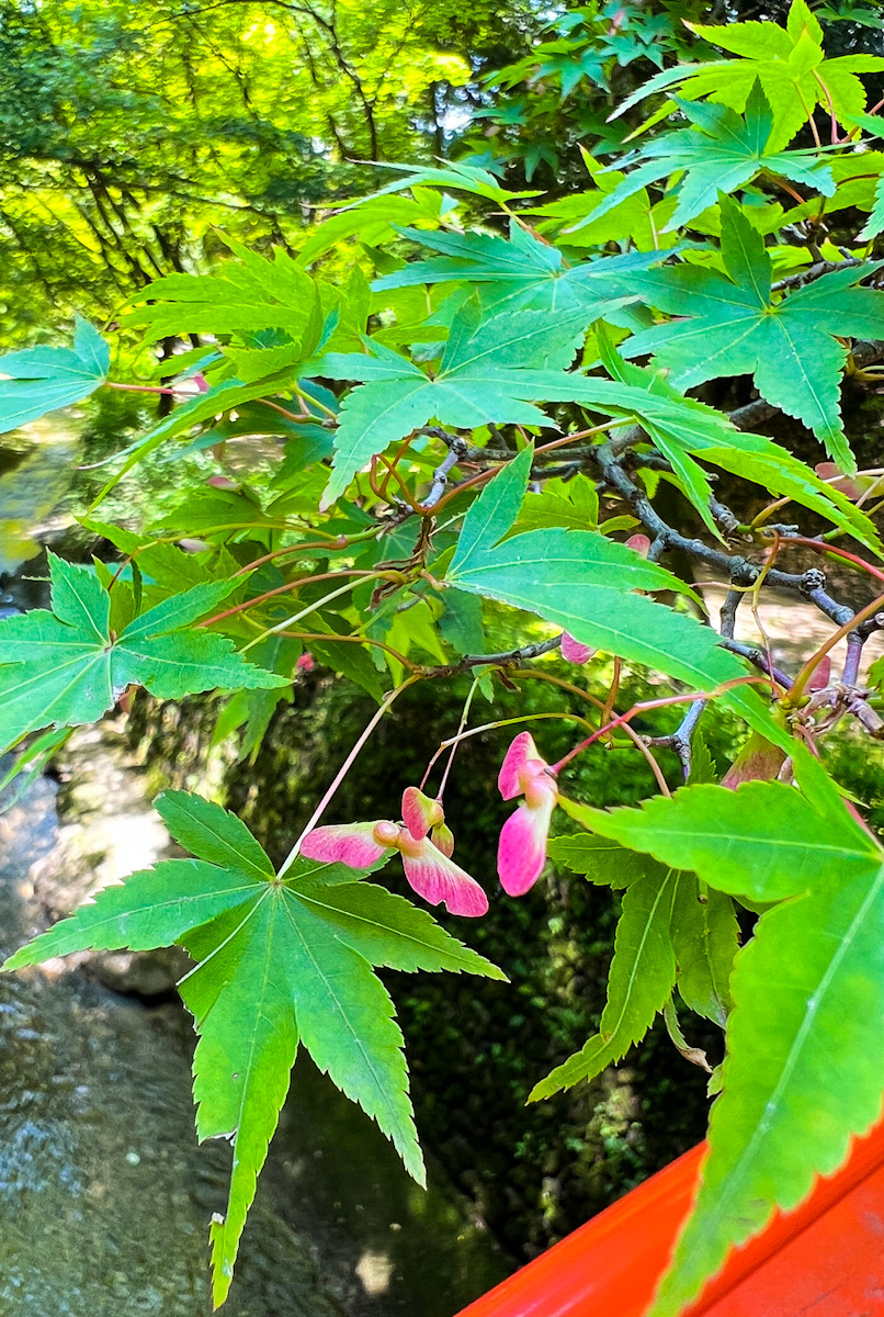 新緑　青紅葉