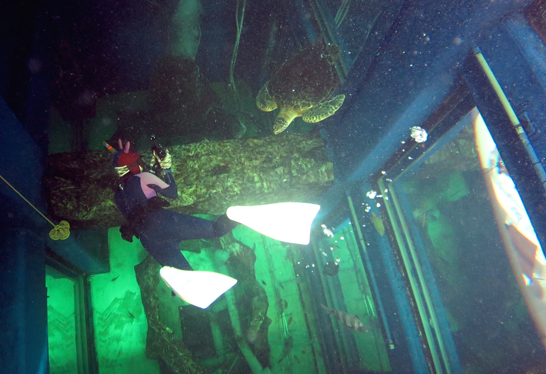 千葉みなと　水槽ダイビング　スキンダイビング　水族館