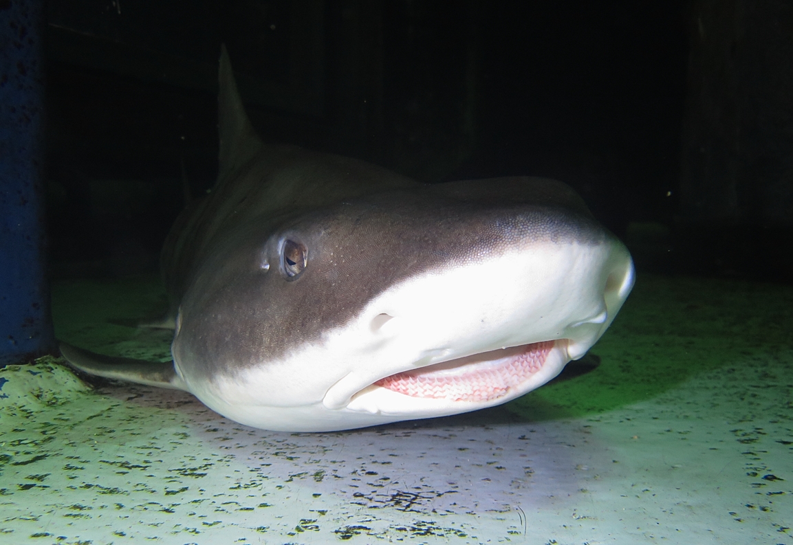 千葉みなと　水槽ダイビング　スキンダイビング　水族館