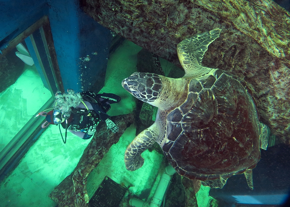 千葉みなと　水槽ダイビング　スキンダイビング　水族館