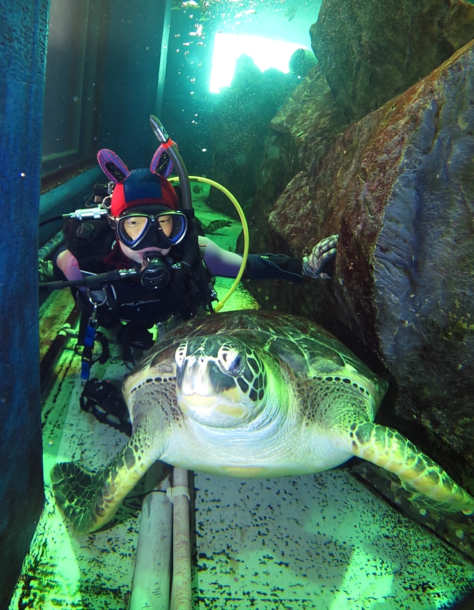 千葉みなと　水槽ダイビング　スキンダイビング　水族館