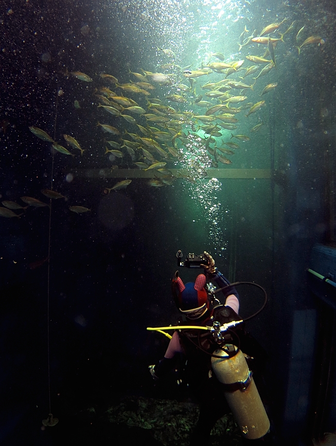 千葉みなと　水槽ダイビング　スキンダイビング　水族館