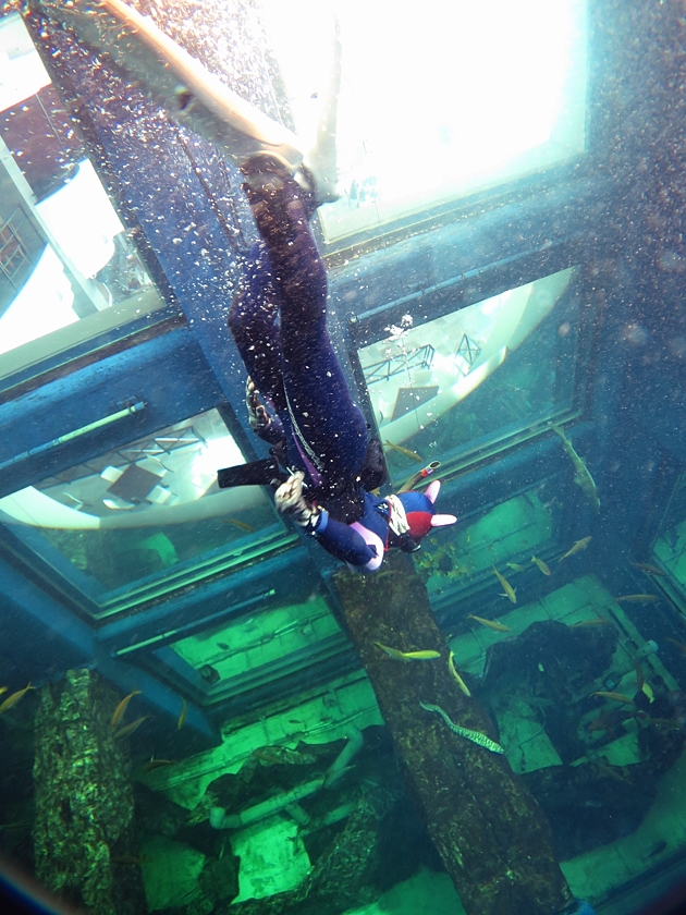 千葉みなと　水槽ダイビング　スキンダイビング　水族館