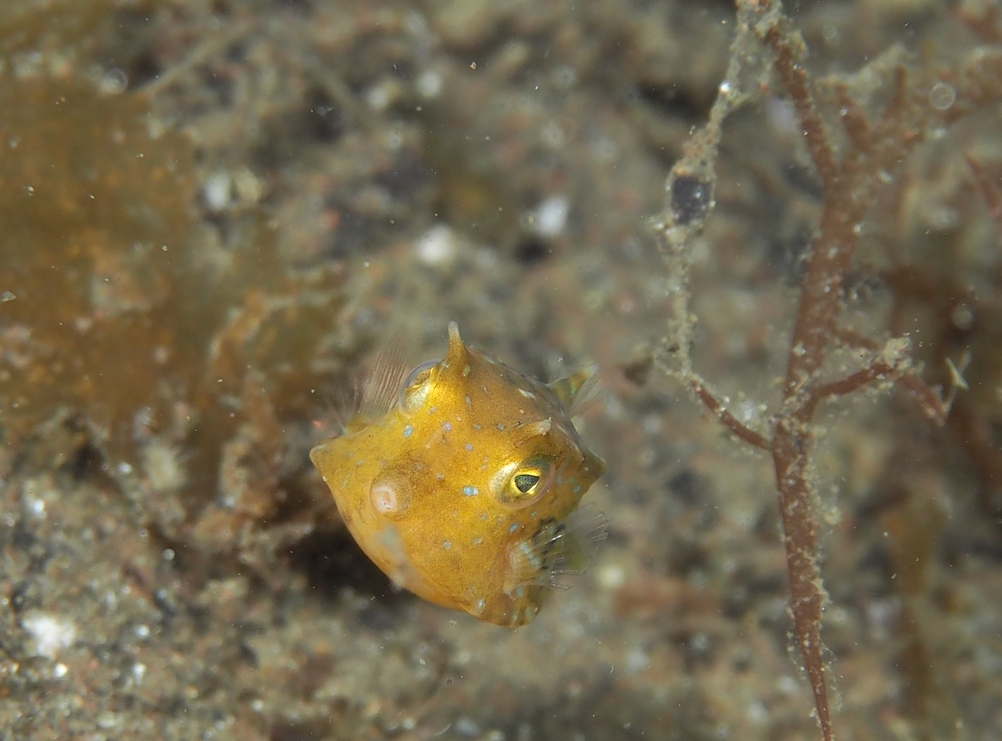 大瀬崎　ダイビング　シマウミスズメ　幼魚