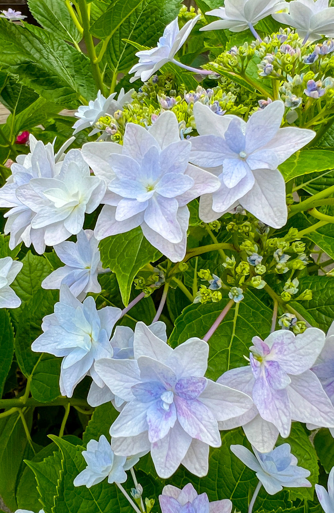 大瀬崎　紫陽花　アジサイ