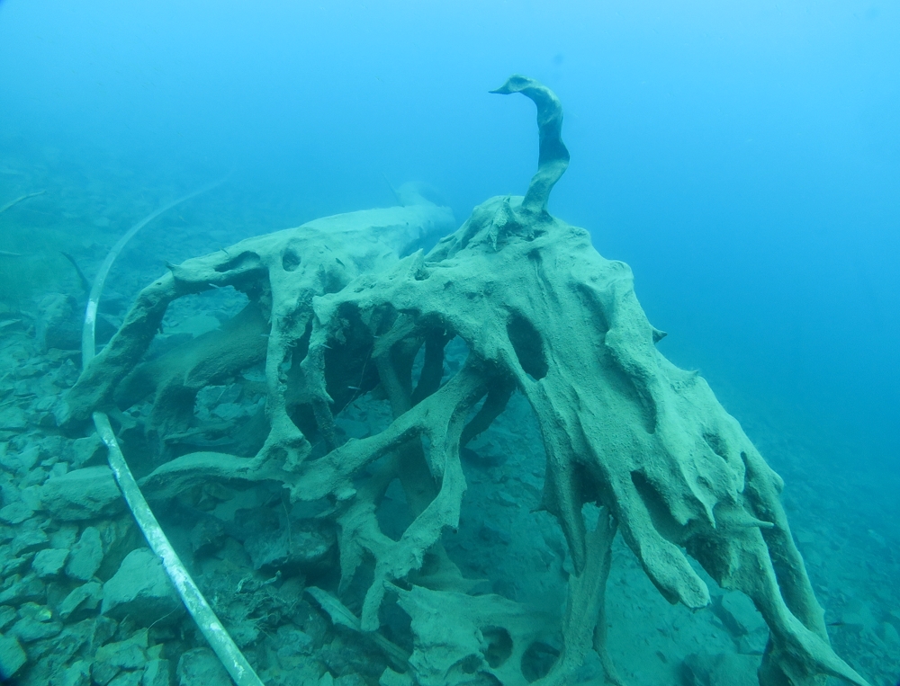 本栖湖　ダイビング　流木　大木　高所潜水 PADI　アルティチュード