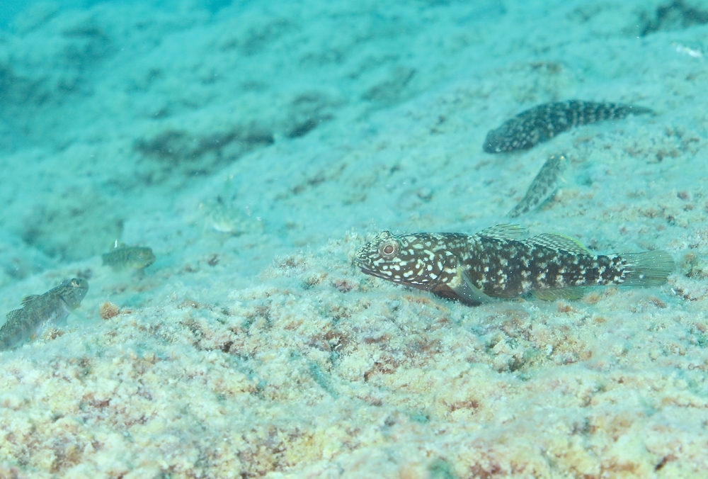 本栖湖　ダイビング　流木　大木　高所潜水 PADI　アルティチュード