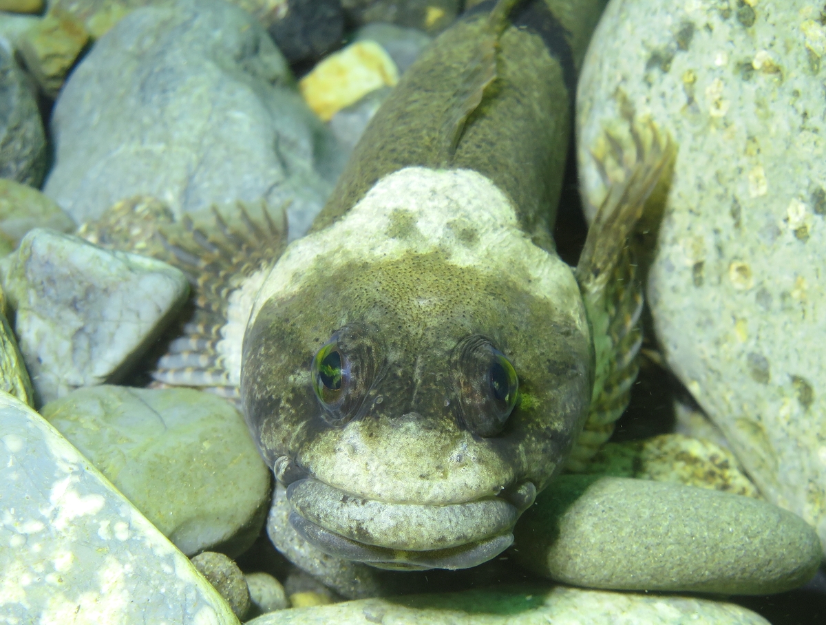 美濃　リバーダイビング　オオサンショウウオ　PADI