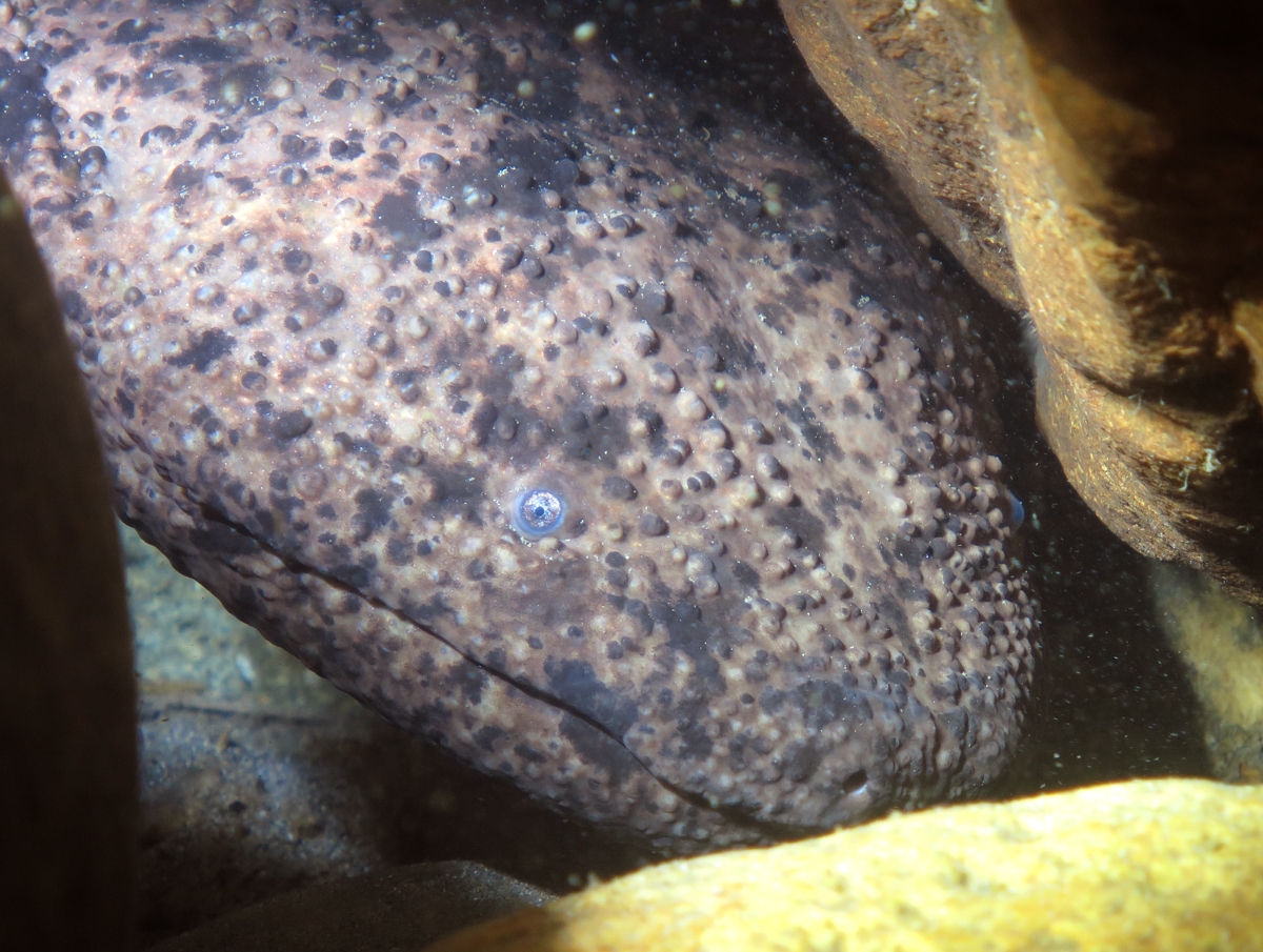 美濃　リバーダイビング　オオサンショウウオ　PADI